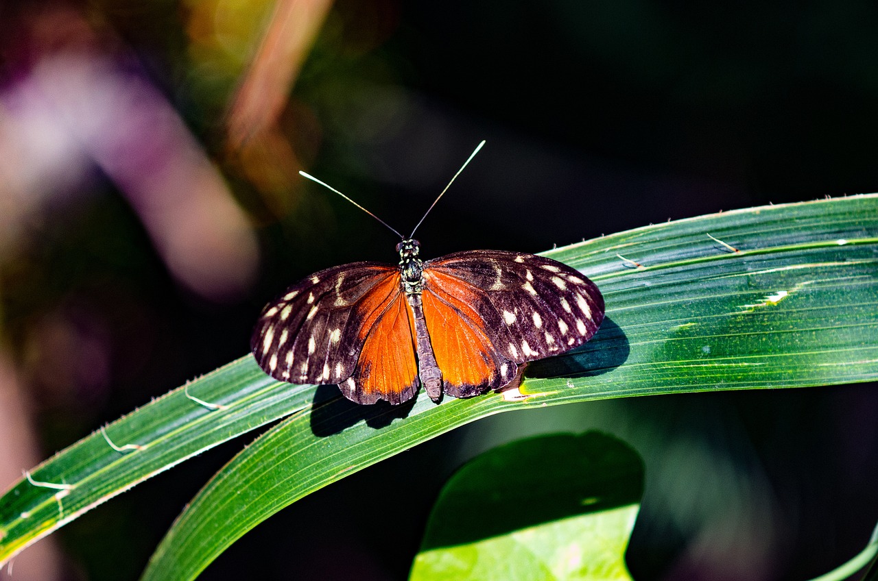 How Biodiversity Supports a Healthy Ecosystem